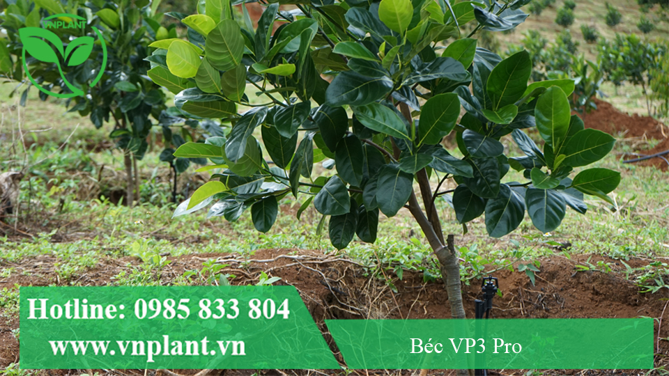 béc bù áp vp3 pro tươi cây mít đồi dốc