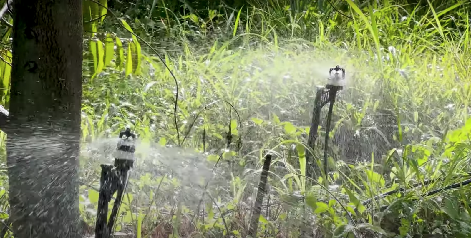 Béc tưới  bù áp tưới cho câu sầu riêng lớn