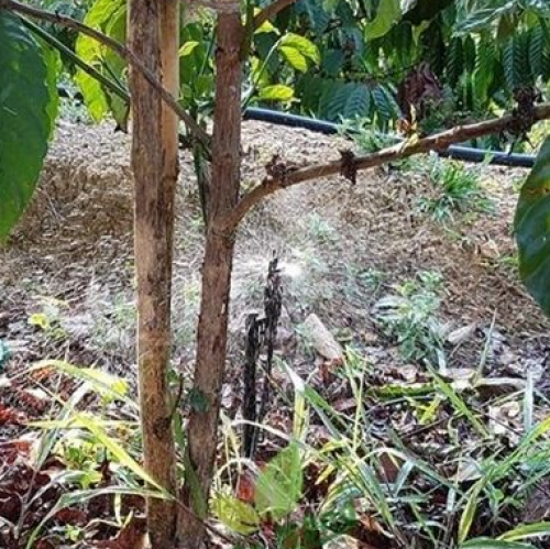 Béc Tưới Tiết Kiệm  Nước Cho  Cây Cà phê