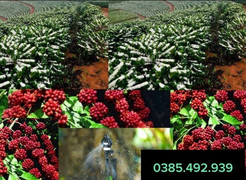 BÉC TƯỚI CÀ PHÊ GIÁ BAO NHIÊU