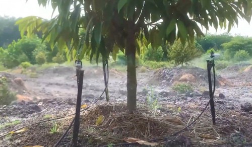 Cách chọn béc tưới cho sầu riêng mùa khô hạn tại KON TUM