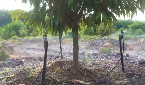  Béc Tưới VP3 plus Chuyên tưới cho cây sầu  riêng hiệu quả cao  