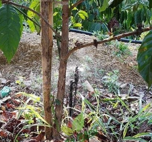 BÉC TƯỚI CÂY CÀ PHÊ GIÁ RẺ TẠI ĐẮK NÔNG