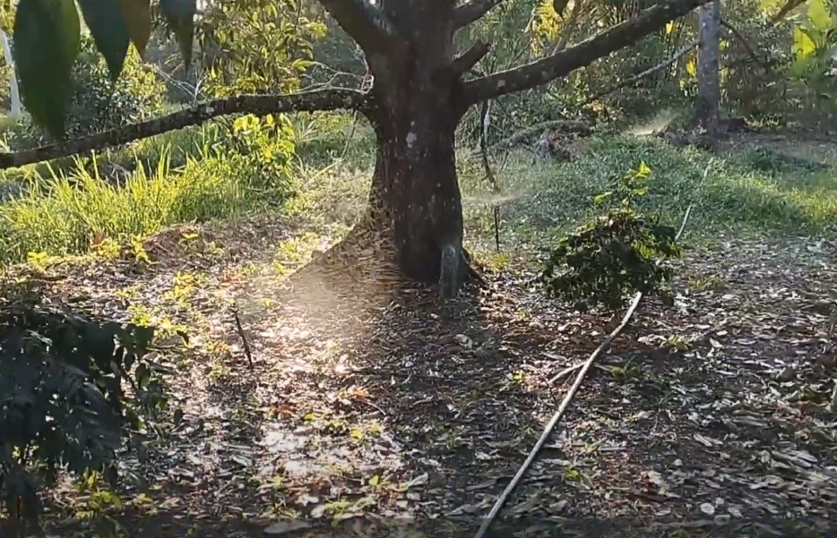 Béc  Tưới Gốc Sầu Riêng 