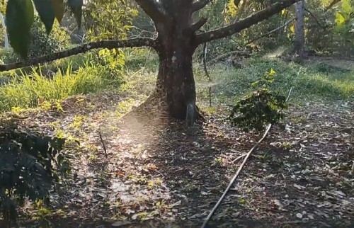 Phương pháp Tưới tự động  phủ cho cây sầu riêng  mùa khô