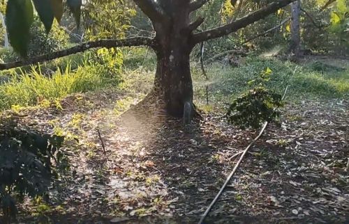 Cách chọn béc tưới cho sầu riêng mùa khô hạn  tại Cà Mau