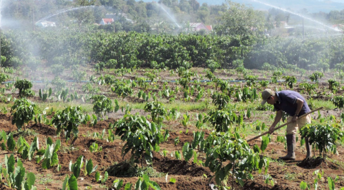 BÉC TƯỚI CÀ PHÊ GIÁ BAO NHIÊU TIỀN