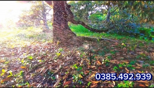 BÉC TƯỚI  CÂY SẦU RIÊNG BAO NHIÊU TIỀN