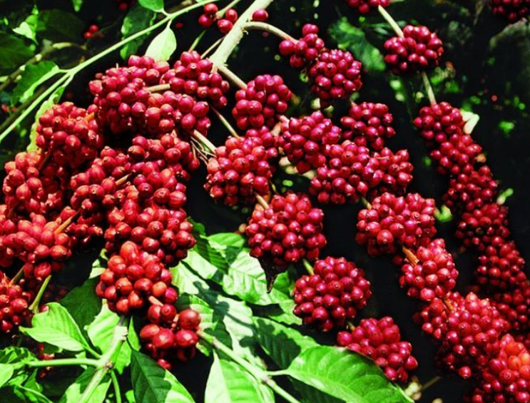 BÉC TƯỚI PHUN MƯA GIÁ RẺ LẮP ĐẶT HỆ THỐNG TƯỚI CÀ PHÊ TẠI LÂM ĐỒNG