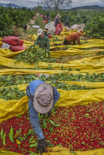 ĐỊA CHỈ CUNG CẤP BÉC TƯỚI CÀ PHÊ TẠI  ĐẮK NÔNG