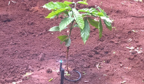   Hệ thống tưới cà phê