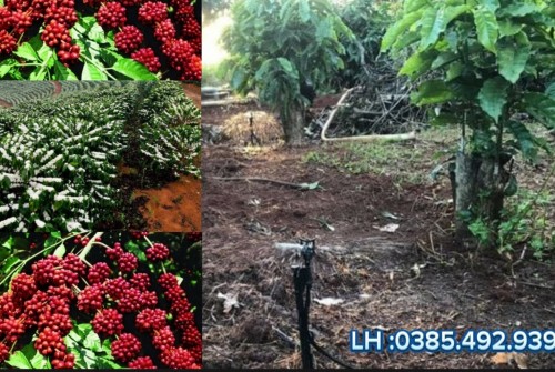 Dịch Vụ Lắp Đặt Béc Tưới Cà Phê  tại  Tây Nguyên  Giải Pháp Tối Ưu Cho Năng Suất Và Chất Lượng   