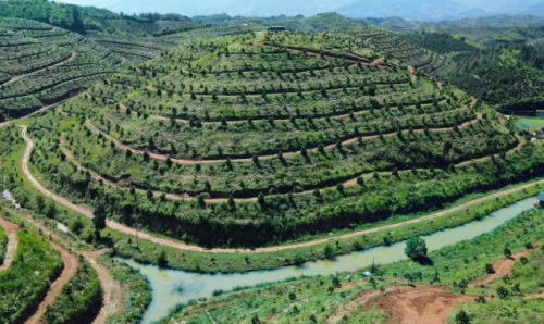 HỆ THỐNG TƯỚI  CHO CÂY SẦU RIÊNG TẠI  ĐẮK LẮK