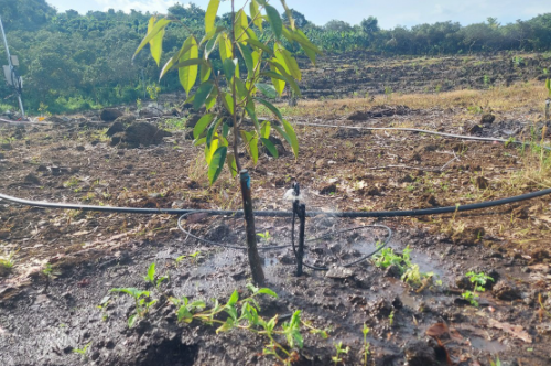 LẮP ĐẶT HỆ THỐNG TƯỚI TỰ ĐỘNG CHO VƯỜN SẦU RIÊNG TẠI ĐỒNG NAI