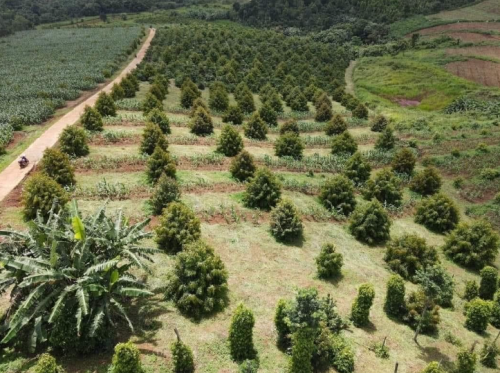 HỆ THỐNG TƯỚI  CHO CÂY SẦU RIÊNG TẠI ĐẮK NÔNG  