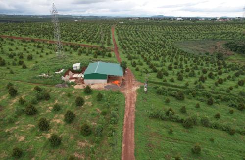  HỆ THỐNG TƯỚI  CHO CÂY SẦU RIÊNG TẠI GIA LAI