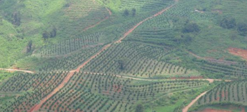 HỆ THỐNG TƯỚI CHO CÂY SẦU RIÊNG TẠI  KON TUM