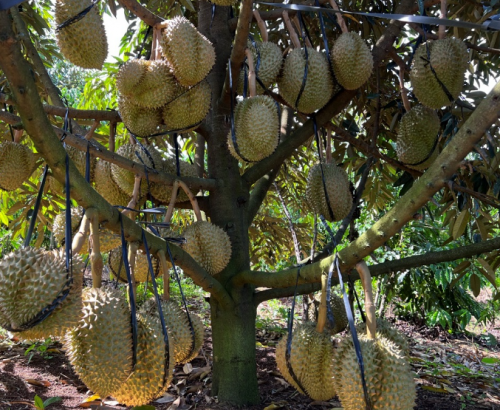 HỆ THỐNG TƯỚI  CHO CÂY SẦU RIÊNG TẠI BẢO LỘC 