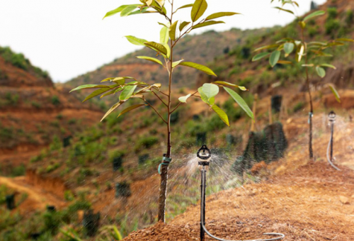 HỆ THỐNG TƯỚI  CHO CÂY SẦU RIÊNG TẠI LÂM ĐỒNG
