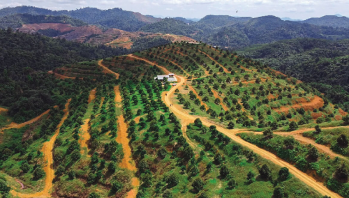 HỆ THỐNG TƯỚI  CHO CÂY SẦU RIÊNG TẠI   KRÔNG PẮK ĐẮK LẮK