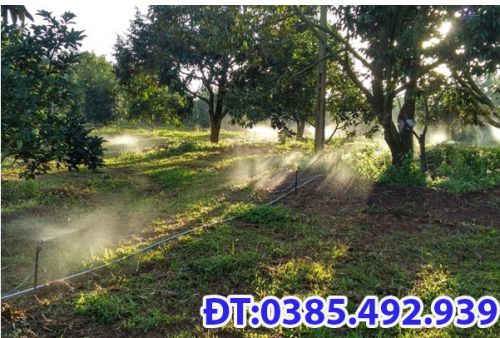 CÁCH TƯỚI NƯỚC CHO CÂY SẦU RIÊNG  ĐÚNG CÁCH CHO SỰ PHÁT TRIỂN TẠO RA NĂNG SUẤT CAO