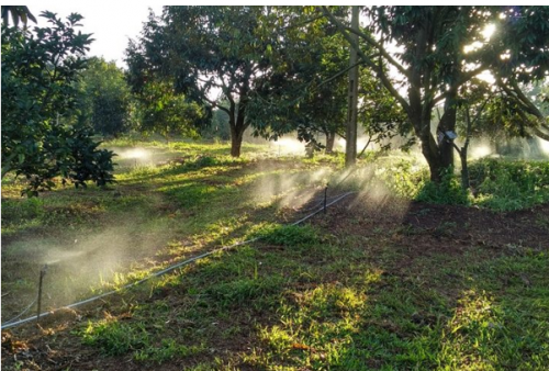  PHƯƠNG ÁN TƯỚI NƯỚC CHO CÂY SẦU RIÊNG  LỰA CHỌN HỆ THỐNG TƯỚI  HIỆU QUẢ