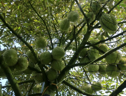 BÉC TƯỚI PHUN MƯA CHO CÂY SẦU RIÊNG GIÁ RẺ TẠI CẦN THƠ