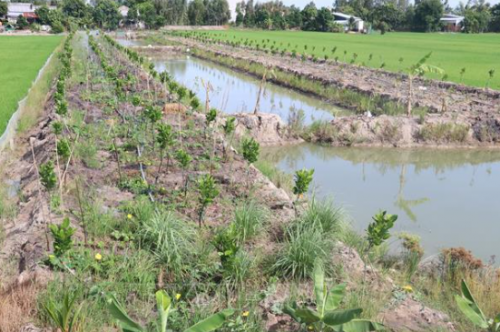 LẮP ĐẶT HỆ THỐNG TƯỚI TỰ ĐỘNG CHO VƯỜN SẦU RIÊNG  TẠI ĐỒNG THÁP