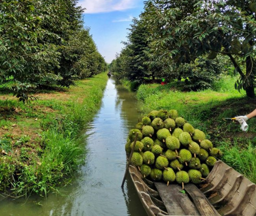 LẮP ĐẶT HỆ THỐNG TƯỚI TỰ ĐỘNG CHO VƯỜN SẦU RIÊNG  TẠI KIÊN GIANG