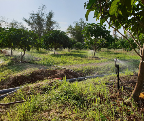 LẮP ĐẶT HỆ THỐNG TƯỚI TỰ ĐỘNG CHO VƯỜN SẦU RIÊNG  TẠI VĨNH LONG