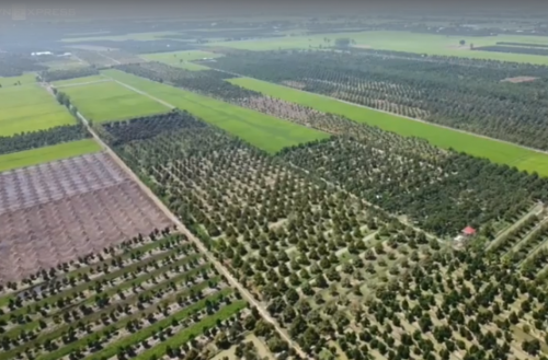 LẮP ĐẶT HỆ THỐNG TƯỚI TỰ ĐỘNG CHO VƯỜN SẦU RIÊNG  TẠI LONG AN