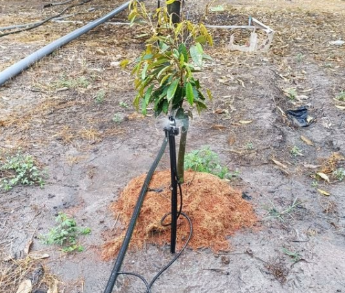 LẮP ĐẶT HỆ THỐNG TƯỚI TỰ ĐỘNG CHO VƯỜN SẦU RIÊNG TẠI TÂY NINH