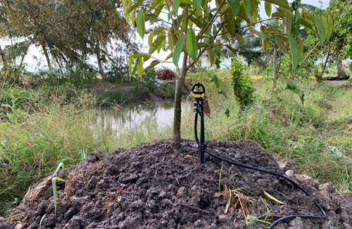 Béc Tưới Sầu Riêng  Đạt hiệu quả cao   