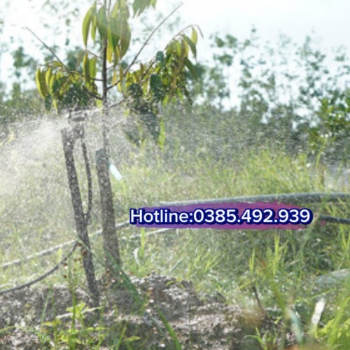 LƯỢNG NƯỚC TƯỚI CHO CÂY  SẦU RIÊNG TRỒNG  TẠI ĐẮK LẮK