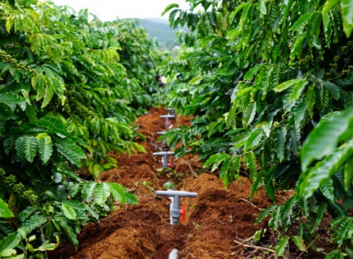 DỊCH VỤ LẮP ĐẶT HỆ THỐNG TƯỚI CÀ PHÊ TẠI LÂM ĐỒNG