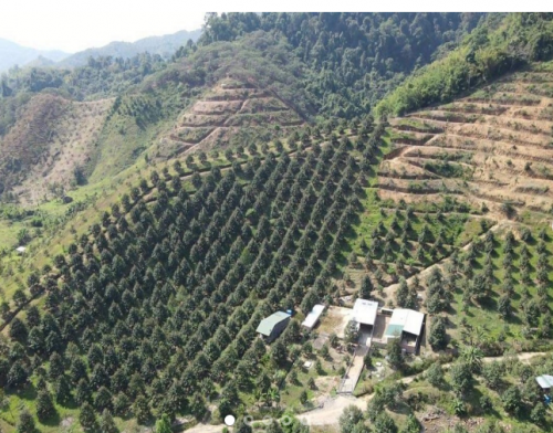 BÉC TƯỚI GIÁ RẺ CHO CÂY SẦU RIÊNG TẠI BẢO LỘC ( ĐỊA HÌNH DỐC)