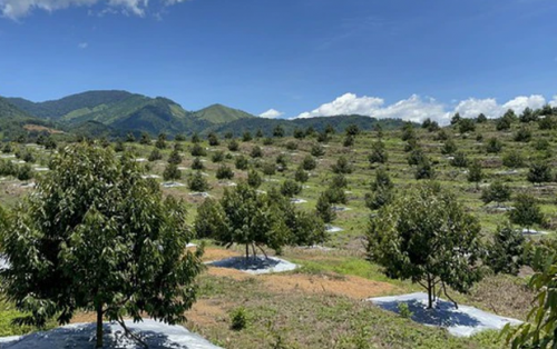  Phương pháp tưới tiêu thông minh, tiết kiệm cho cây sầu riêng  với   các vườn  nông hộ nhỏ