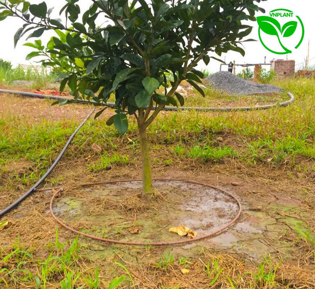 Dây nhỏ giọt được thiết kế quấn quanh gốc 