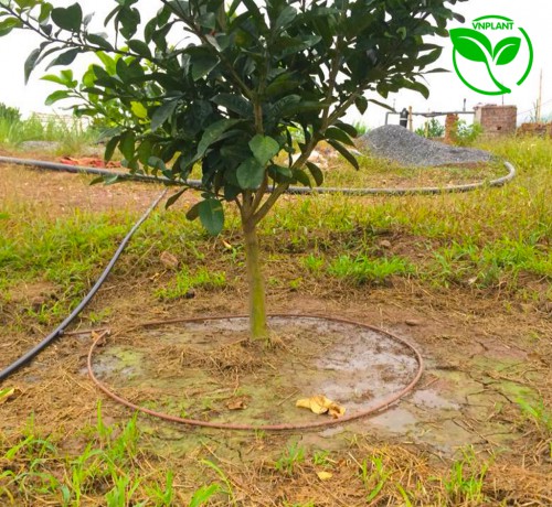 DÂY TƯỚI NHỎ GIỌT QUANH GỐC HYDRO BLOOM 8MM MM KC 20CM