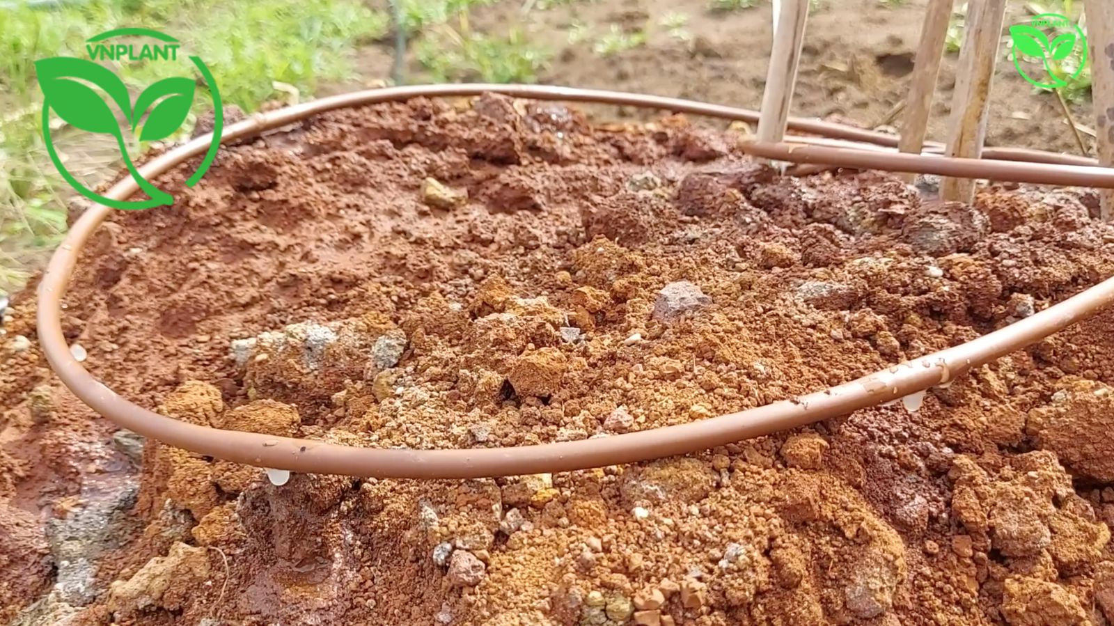 Từng giọt nước trên dây nhỏ giọt quanh gốc thấm ngay xuống đất