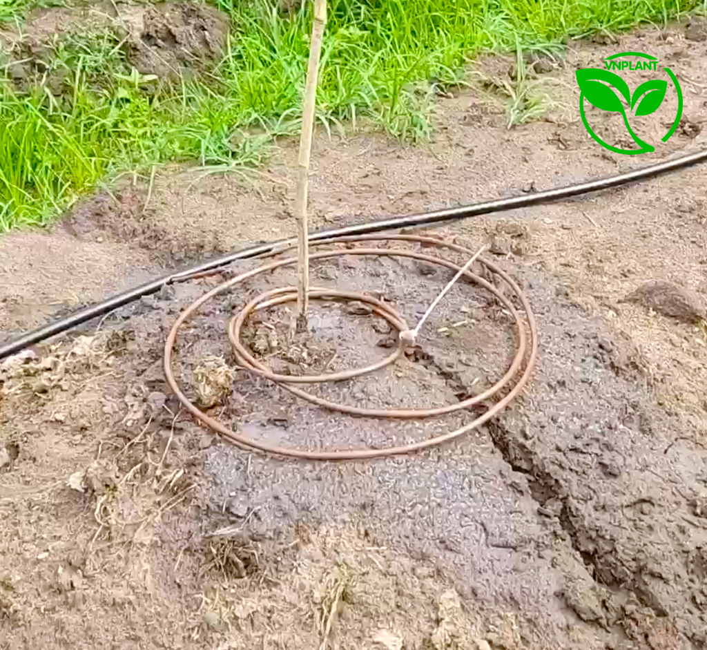 Quấn sát gốc khi cây nhỏ, lới rộng ra khí cây lớn