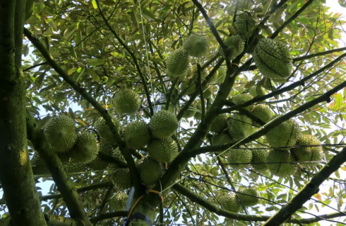 BÉC TƯỚI PHUN MƯA CHO CÂY SẦU RIÊNG GIÁ RẺ TẠI BẾN TRE