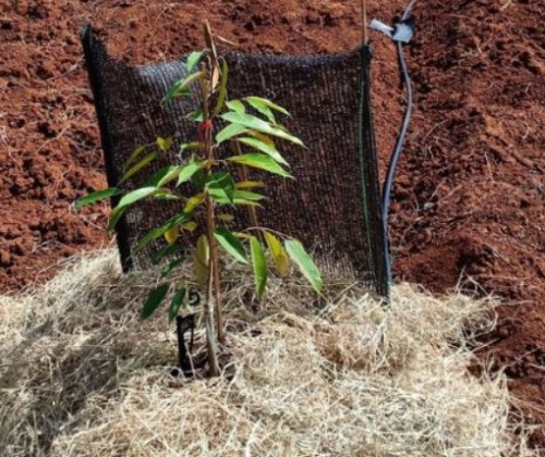 Béc Tưới Cho cây Sầu Riêng Con