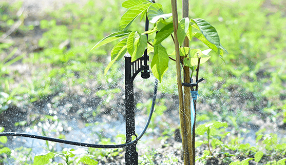 DỊCH VỤ LẮP ĐẶT HỆ THỐNG TƯỚI CÀ PHÊ TẠI  ĐẮK NÔNG