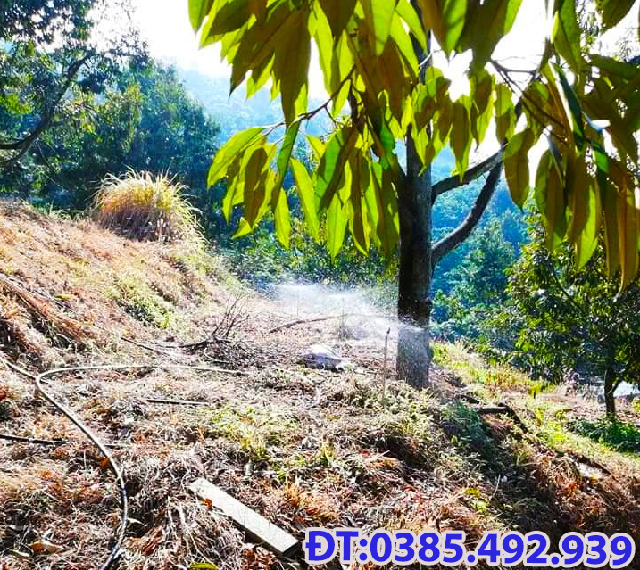 béc tưới cho cây sầu riêng địa hình dốc