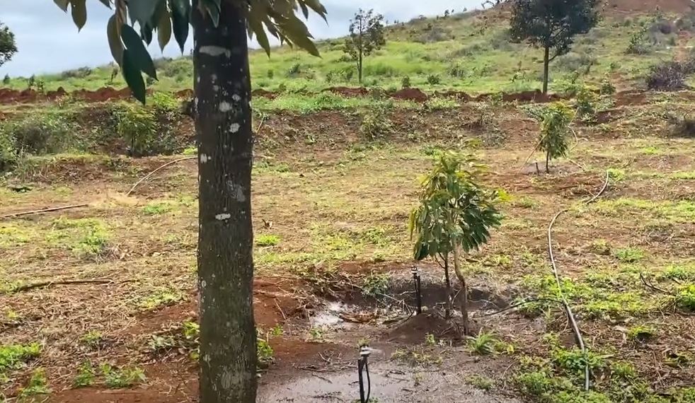 Thiết bị tưới tự động cho sầu riêng Làm Thay đổi cuộc sống của nhà nông