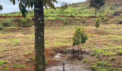 Thiết bị tưới tự động cho sầu riêng Làm Thay đổi cuộc sống của nhà nông