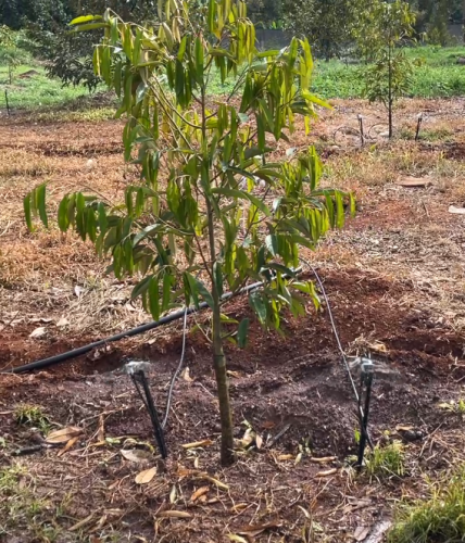 Hướng dẫn Tưới Sầu Riêng Mùa khô