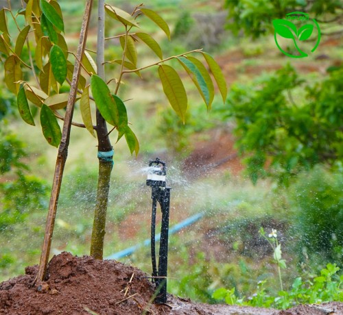   BÍ QUYẾT SỬ DỤNG BÉC TƯỚI PHUN MƯA CHO CÂY SẦU RIÊNG HIỆU QUẢ 