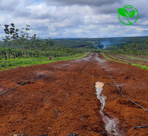 Hướng Dẫn Chọn Lựa và Sử Dụng Thiết Bị Tưới Phun Mưa Cho Cây Trồng